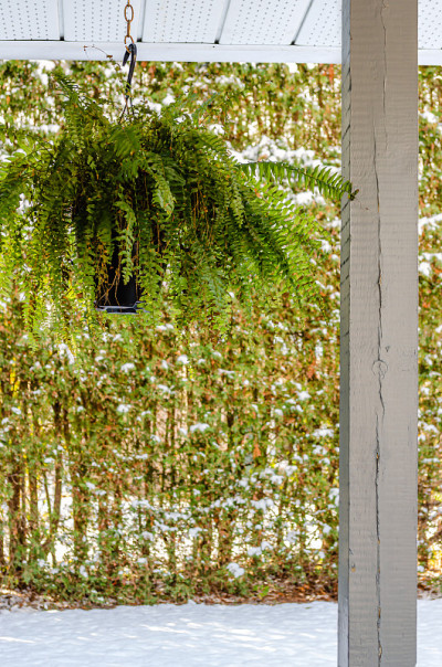 门廊上挂着Boston Fern，背景是篱笆上的新雪