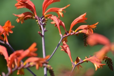 Crocosmia开花抑制