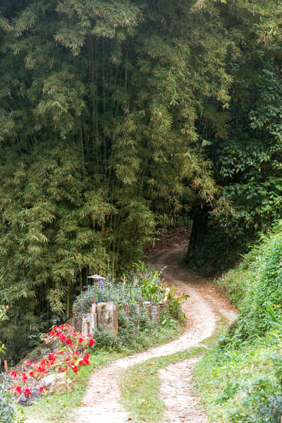 土路与竹林