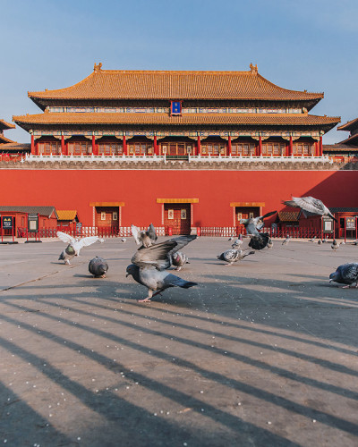 中国北京紫禁城广场上的鸽子。鸽子在北京紫禁城红墙前飞翔。图中牌匾的中文翻译:午门。