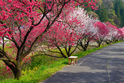 日本长野，池山温泉，桃花盛开