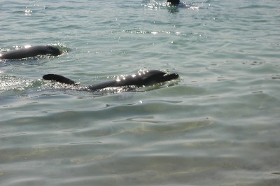Roatan