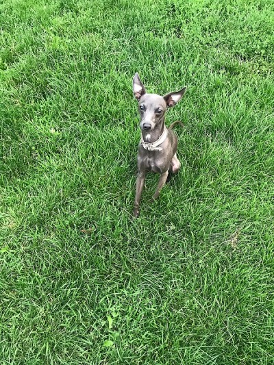 意大利灵缇犬