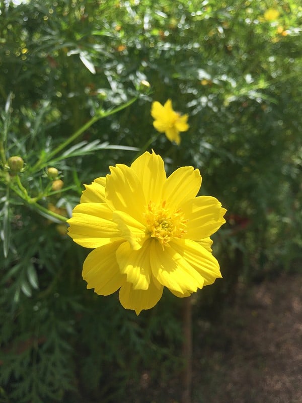 花园里有黄色的花