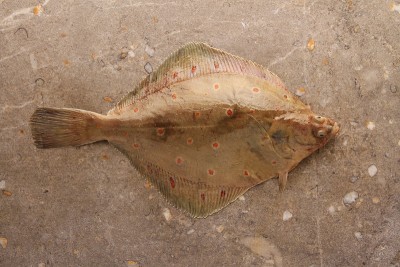 美食爱情2014