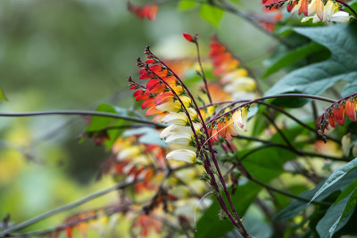 火藤在夏季花序