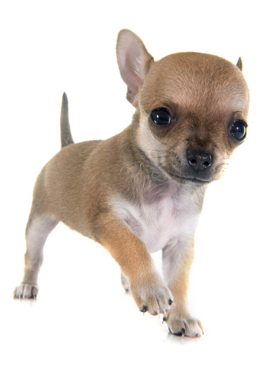 小狗吉娃娃