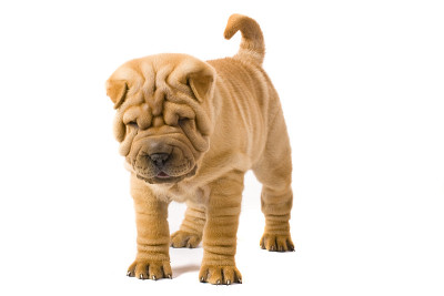Sharpei狗
