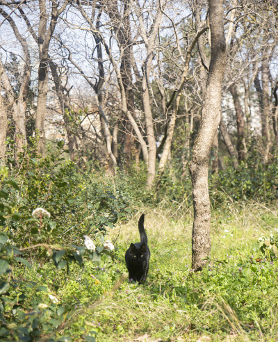 黑猫独自狩猎