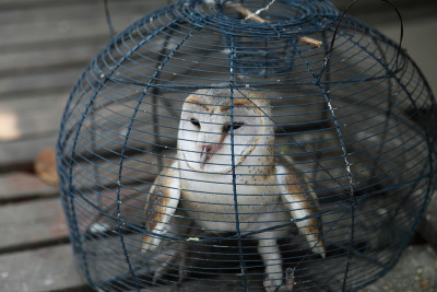 俘虏谷仓猫头鹰（这些专辑）