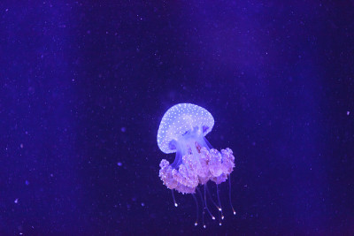 澳洲花斑水母