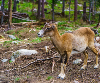 Mouflon (Ovis orientalis)特写照片