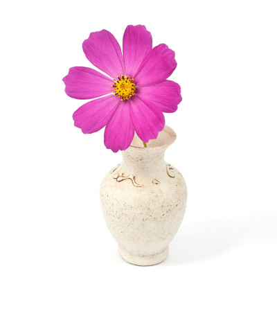 花瓶里的雏菊