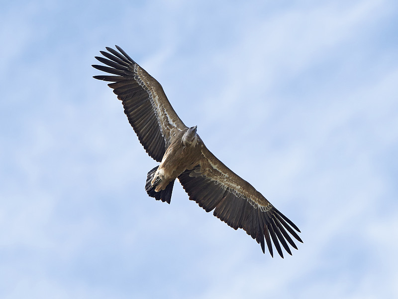 格里芬秃鹰(Gyps fulvus)