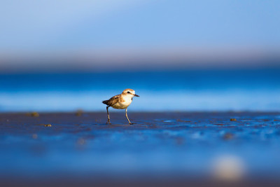 可爱的小水鸟。自然背景。常见的水鸟:肯特鸻。Charadrius alexandrinus。