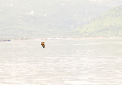 鹰飞越海湾