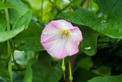 花园里有佩妮花