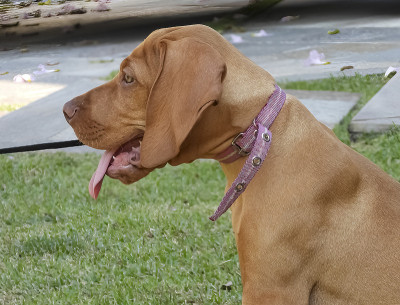 Vizla狗小狗