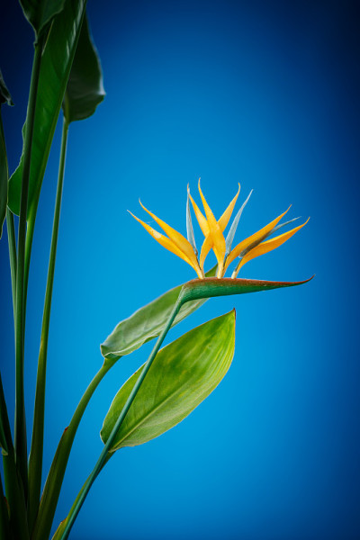鹤望兰花