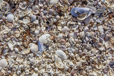 Seashells11
