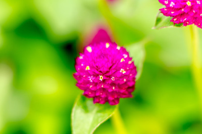 全球苋菜