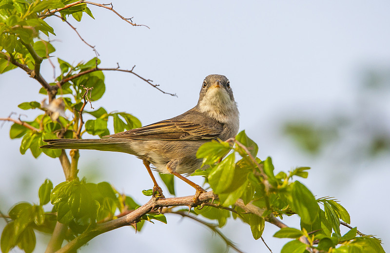 普通白喉(Sylvia communis)。