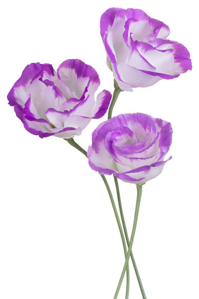 花孤立