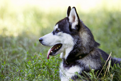 犬种西伯利亚哈士奇