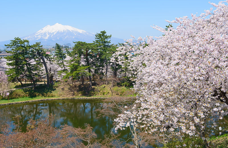 樱花和磐城山