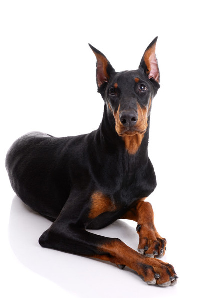 杜宾犬