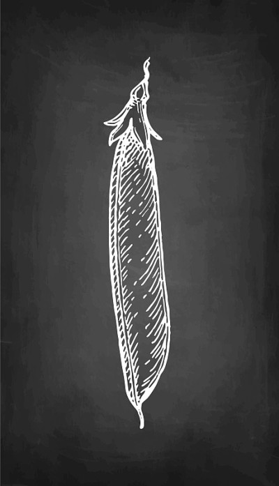 Chalk sketch of pea.