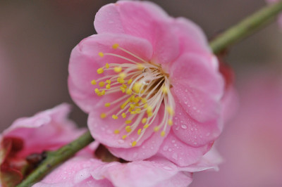 日本的梅花