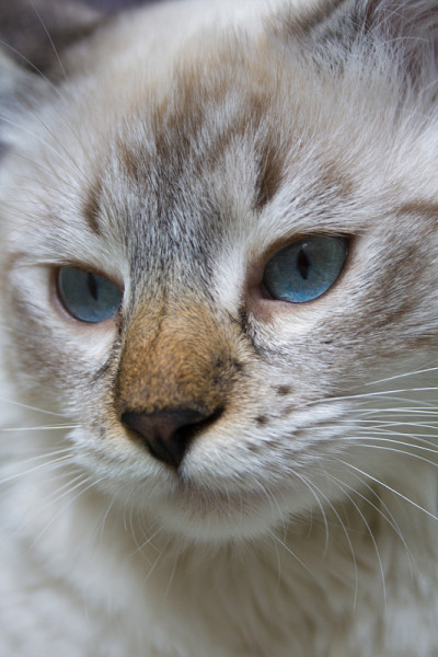 西伯利亚涅瓦化装舞会的猫