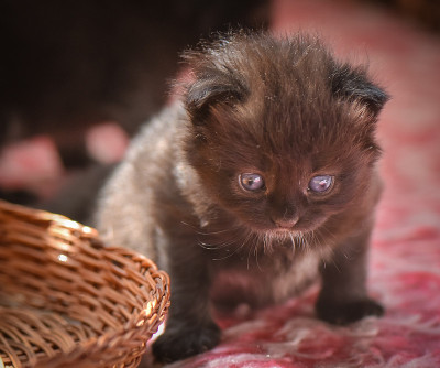 小猫