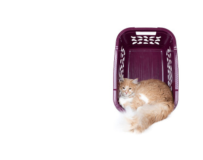 猫影棚拍摄