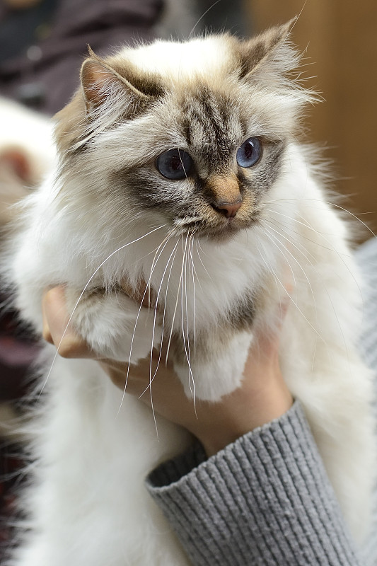 伯曼猫正在举办猫展