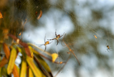 巴巴多斯巨蛛，Argiope argetata