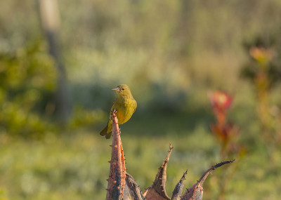 编织角，(Ploceus capensis)坐在仙人掌上