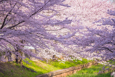 “Sakura”樱花在河边盛开