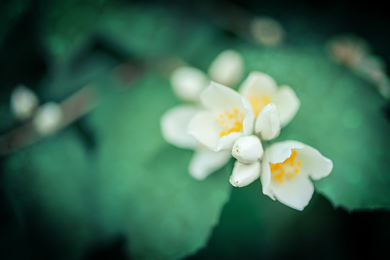 公园里美丽的茉莉花