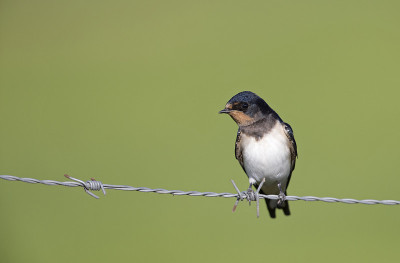 年幼的家燕(Hirundo rustica)栖息在铁丝网上等待喂食。