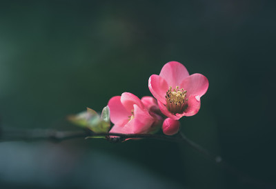 木瓜在春天开花