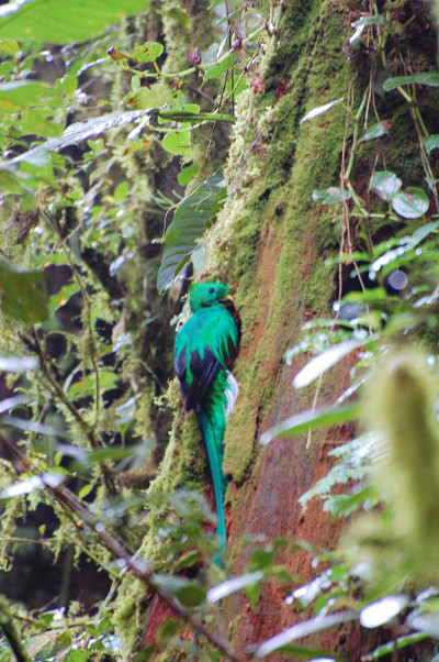 Quetzal