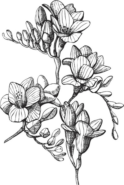 素描的花