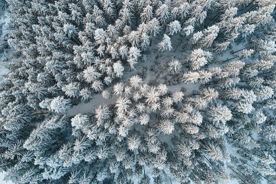 从上到下鸟瞰雪覆盖常绿松树林后大雪在冬季山林寒冷安静的一天。