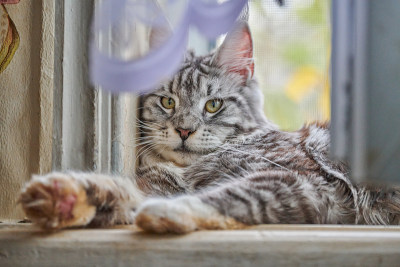 一只缅因猫坐在猫屋上
