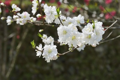 桃花节(日本岛根县大池安)