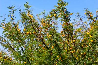 美丽的babul acacia nilotica植物花高清背景