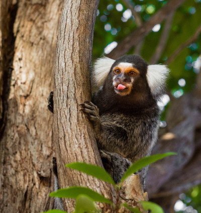 Sagui