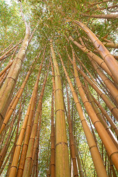 在安杜泽的普拉弗朗斯竹林有竹子